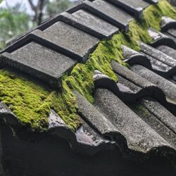 moss removal Glasgow